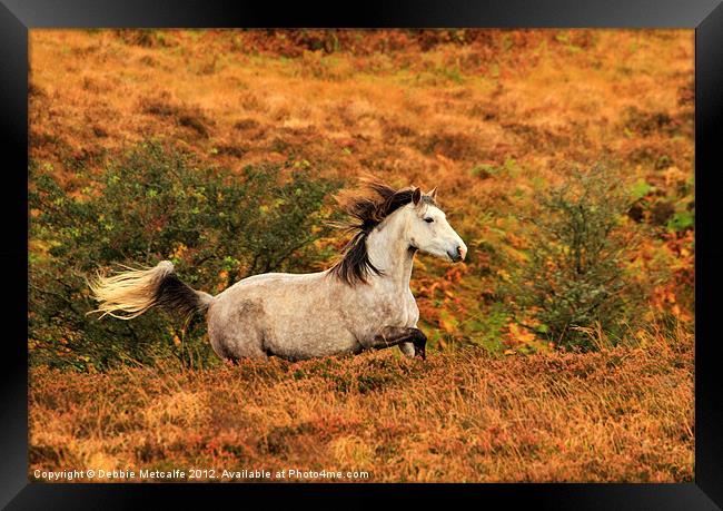 Exmoor Pony Framed Print by Debbie Metcalfe