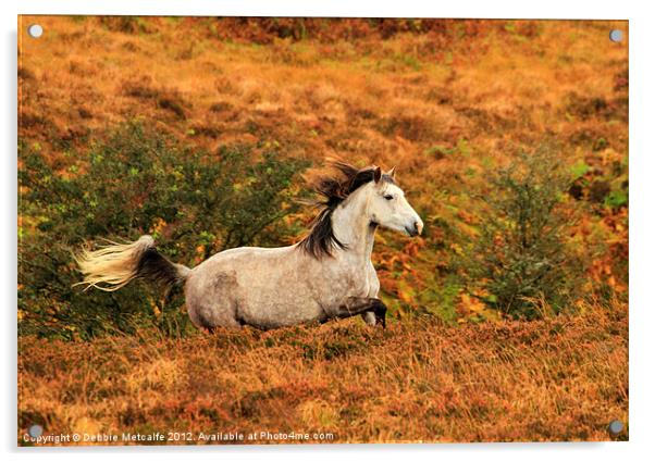 Exmoor Pony Acrylic by Debbie Metcalfe