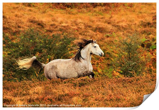 Exmoor Pony Print by Debbie Metcalfe