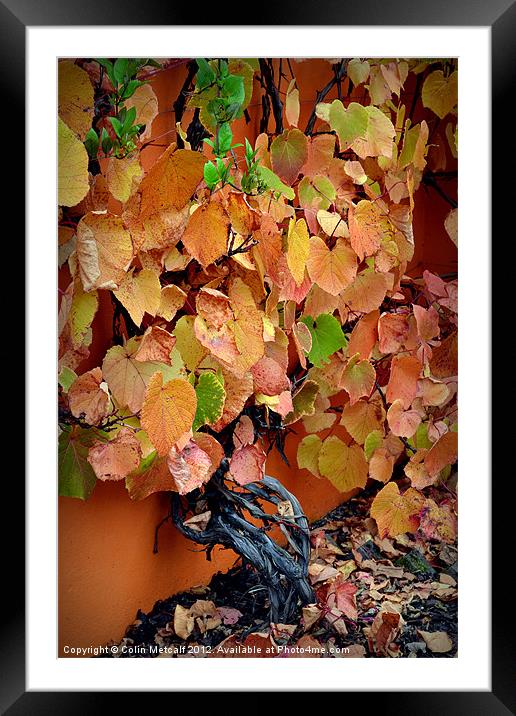 Autumn Vine Framed Mounted Print by Colin Metcalf