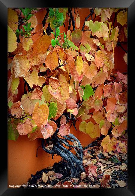 Autumn Vine Framed Print by Colin Metcalf