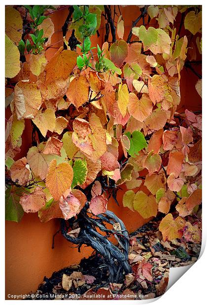 Autumn Vine Print by Colin Metcalf