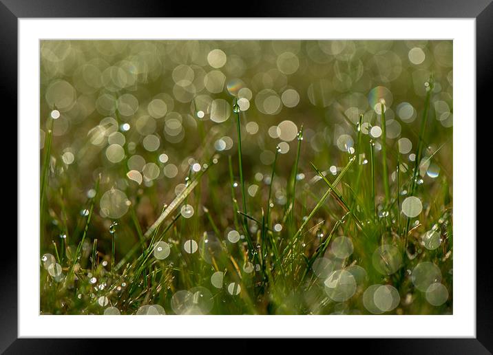 New Morning Bokeh Framed Mounted Print by Aly JJ Smith
