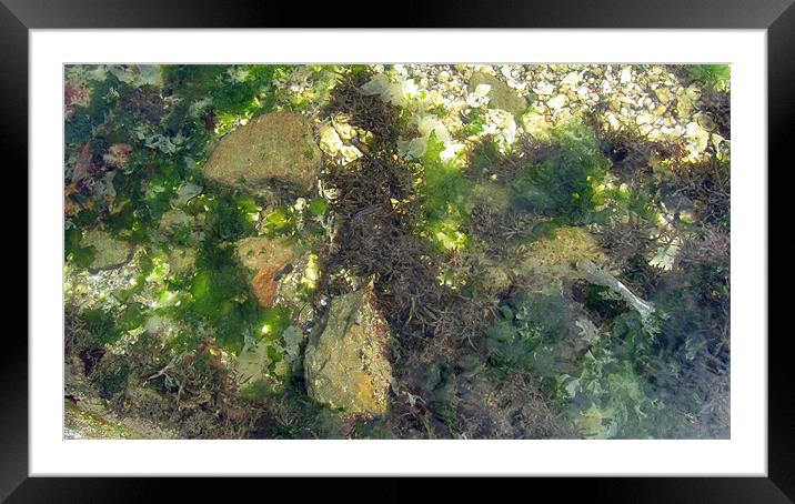 Rock Pool Greenery Framed Mounted Print by N C Photography