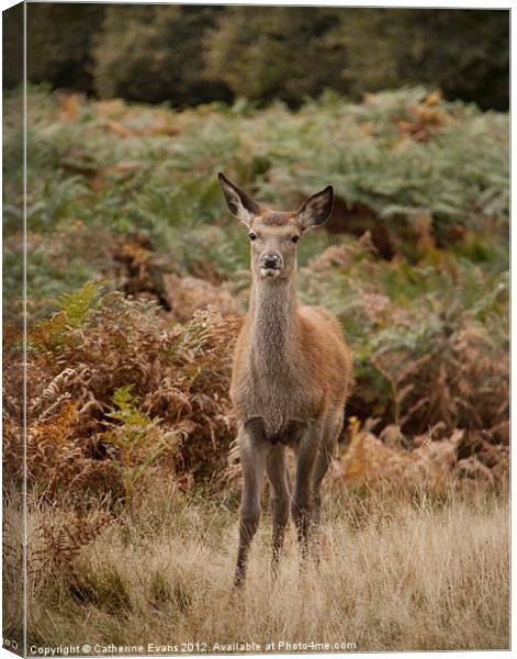 Red deer in Bushy Park Canvas Print by Catherine Fowler