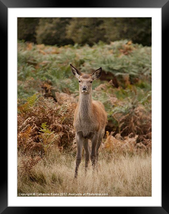 Red deer in Bushy Park Framed Mounted Print by Catherine Fowler