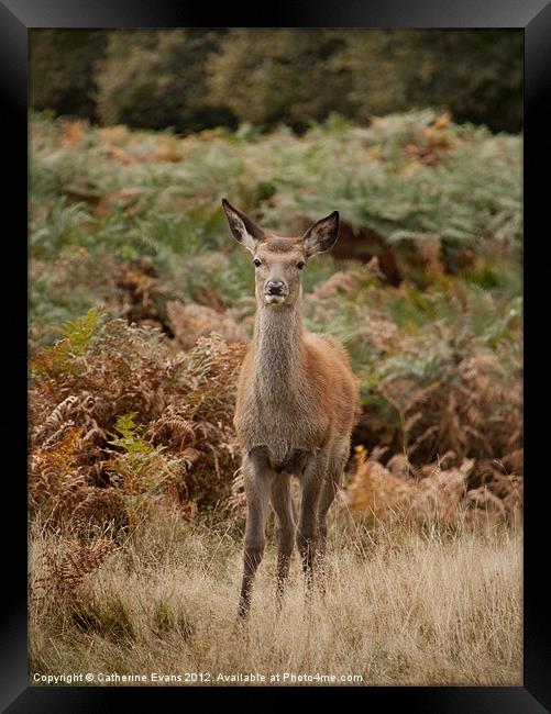 Red deer in Bushy Park Framed Print by Catherine Fowler