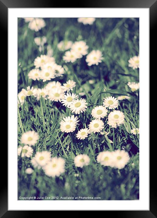 Daisies Framed Mounted Print by Julie Coe