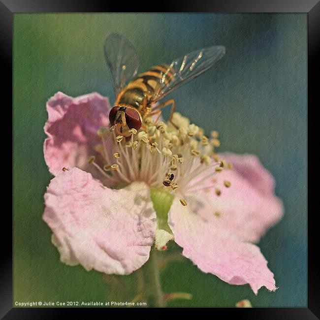Hoverfly Framed Print by Julie Coe