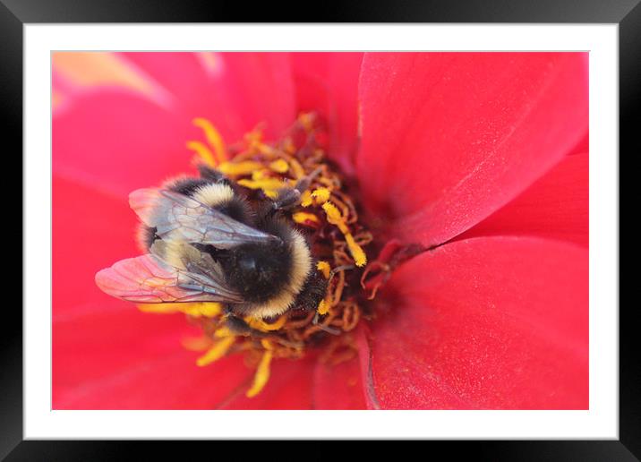 busybee Framed Mounted Print by Jeni Adie