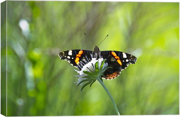 Summer Butterfly on a Flower Canvas Print by Rob Jones