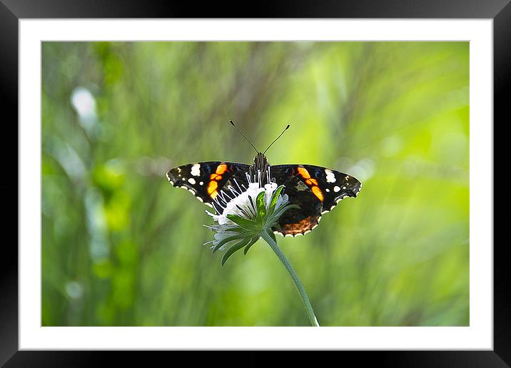 Summer Butterfly on a Flower Framed Mounted Print by Rob Jones