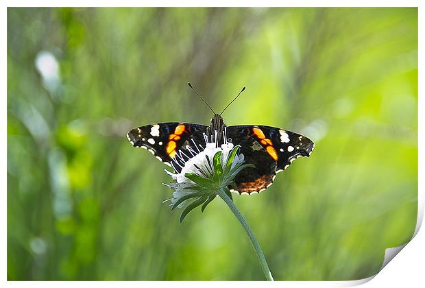Summer Butterfly on a Flower Print by Rob Jones