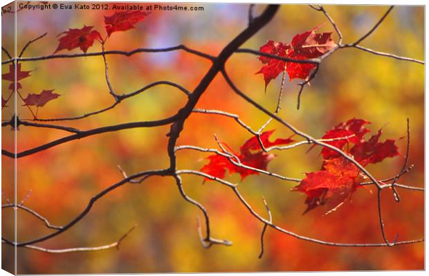 The Glory of Fall Canvas Print by Eva Kato