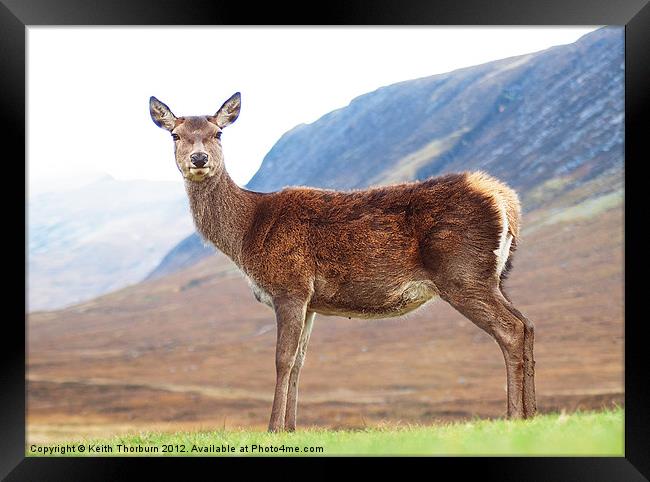 Deer at Glencoe Framed Print by Keith Thorburn EFIAP/b