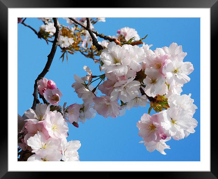 Cherry Blossom Framed Mounted Print by eric carpenter