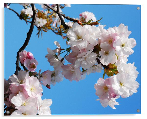 Cherry Blossom Acrylic by eric carpenter