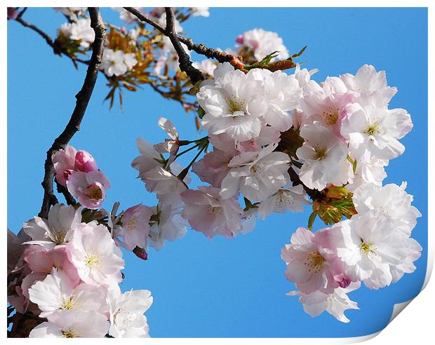 Cherry Blossom Print by eric carpenter