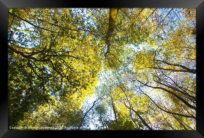 Autumn Trees Framed Print by Graham Custance
