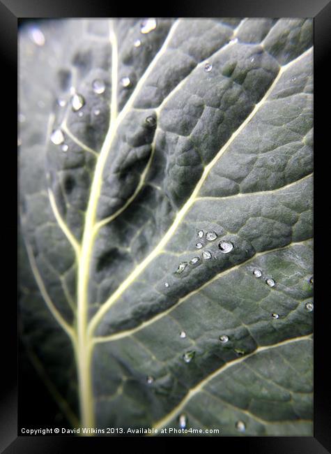 Cabbage Leaf Framed Print by David Wilkins