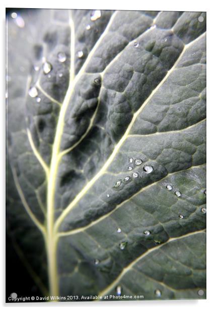 Cabbage Leaf Acrylic by David Wilkins