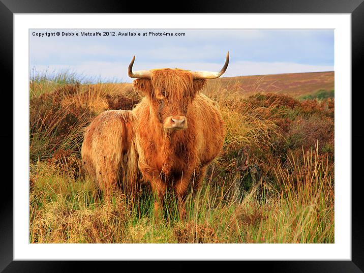 Highland Cow & baby Framed Mounted Print by Debbie Metcalfe