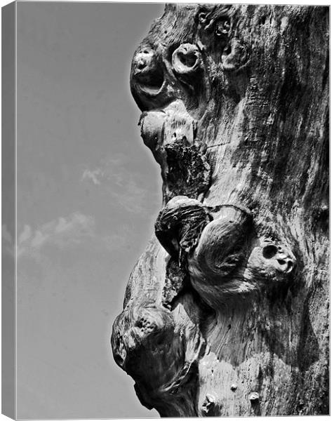 Profile of faces in the Tree Canvas Print by Arfabita  