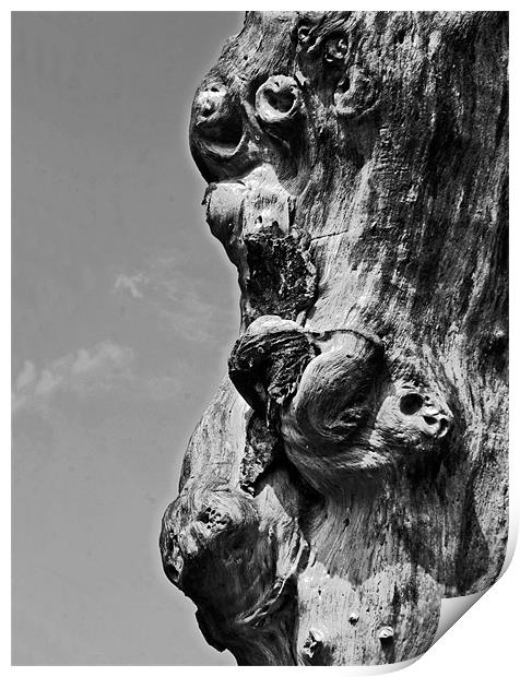 Profile of faces in the Tree Print by Arfabita  