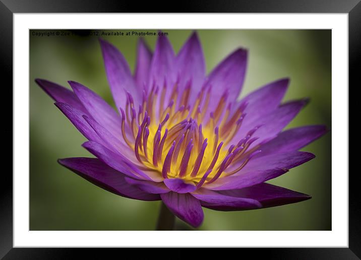 Water Lily Framed Mounted Print by Zoe Ferrie