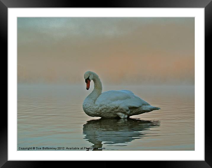 Swan standing proud and strong Framed Mounted Print by Sue Bottomley