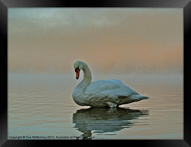 Swan standing proud and strong Framed Print by Sue Bottomley
