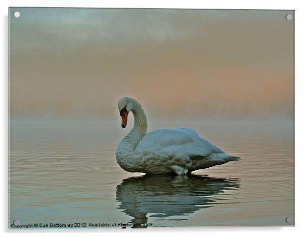 Swan standing proud and strong Acrylic by Sue Bottomley