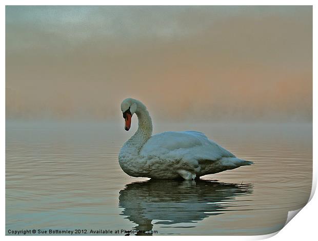Swan standing proud and strong Print by Sue Bottomley