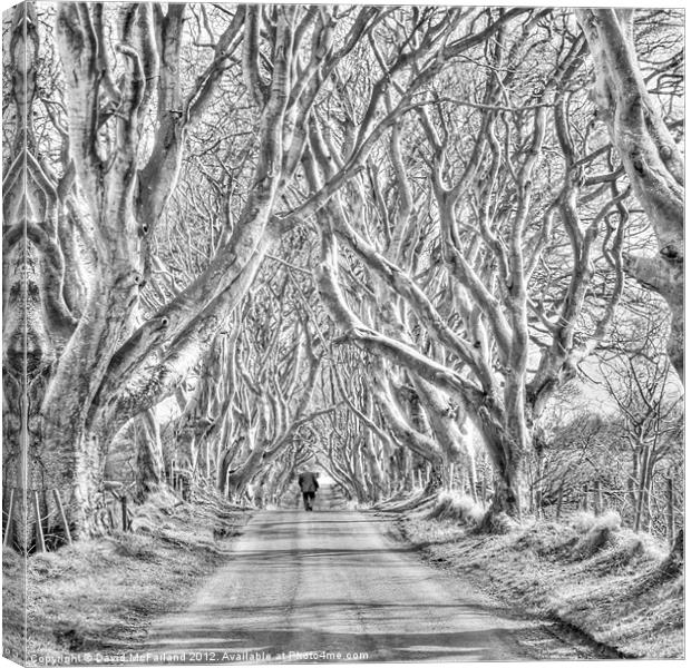 Nearly Home in the Dark Hedges Canvas Print by David McFarland