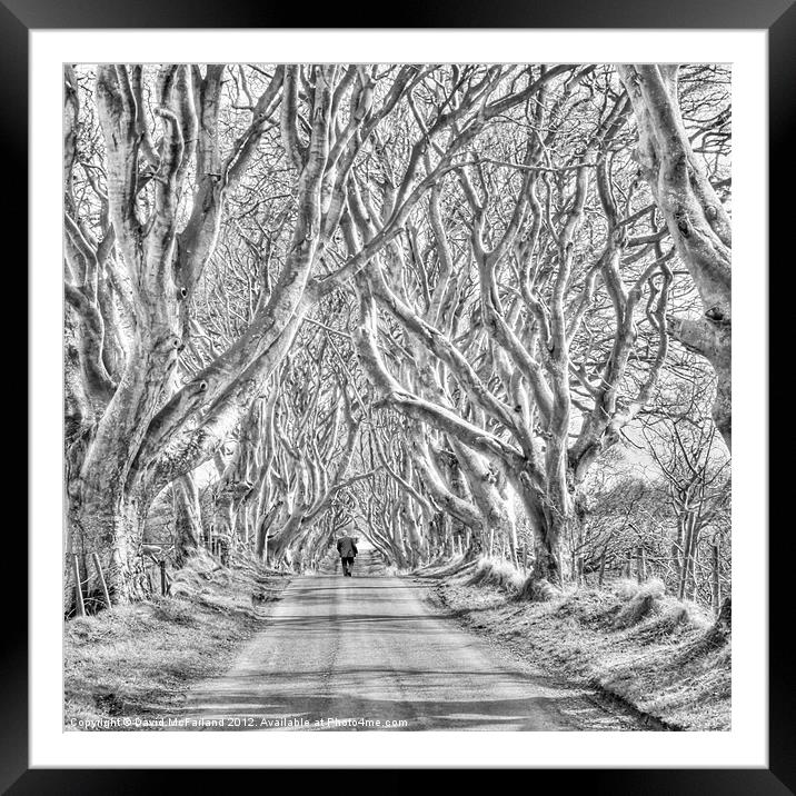 Nearly Home in the Dark Hedges Framed Mounted Print by David McFarland