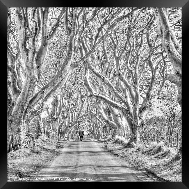 Nearly Home in the Dark Hedges Framed Print by David McFarland