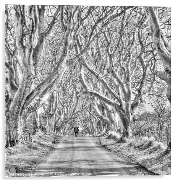 Nearly Home in the Dark Hedges Acrylic by David McFarland