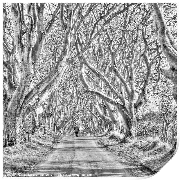 Nearly Home in the Dark Hedges Print by David McFarland