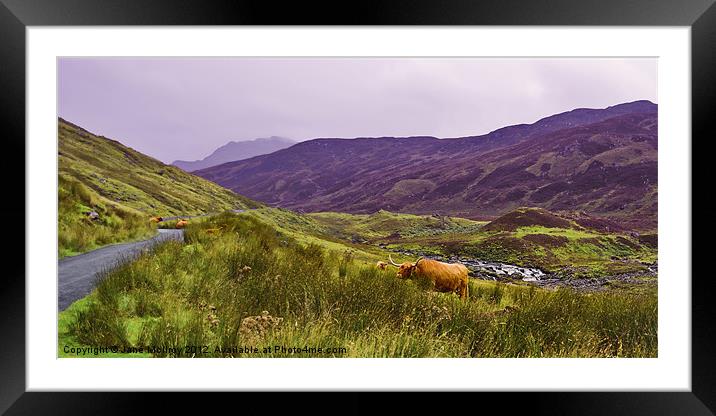 Highland Cattle in Glen Lyon Framed Mounted Print by Jane McIlroy