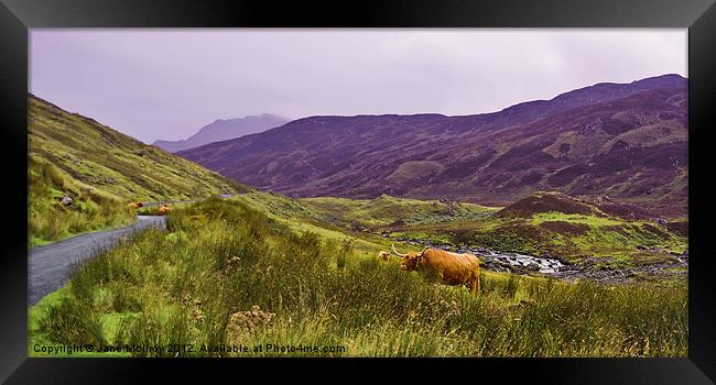 Highland Cattle in Glen Lyon Framed Print by Jane McIlroy