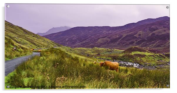 Highland Cattle in Glen Lyon Acrylic by Jane McIlroy
