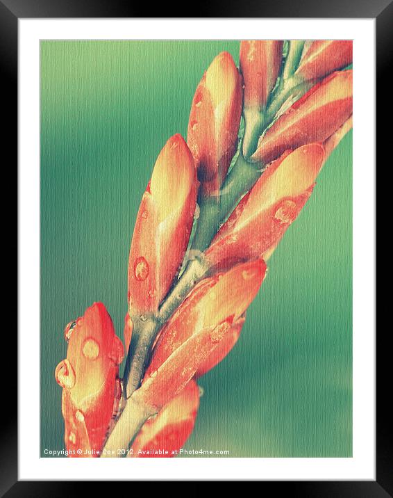Crosmosia flower buds Framed Mounted Print by Julie Coe