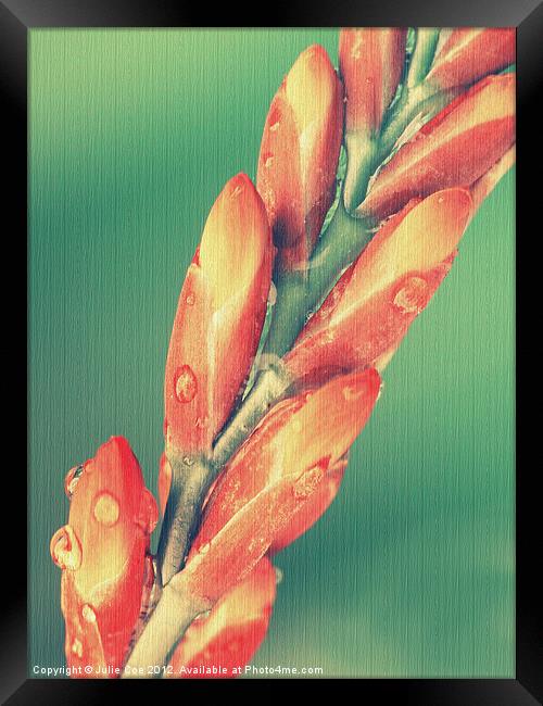 Crosmosia flower buds Framed Print by Julie Coe