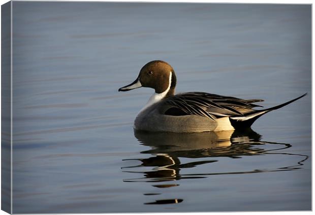 PINTAIL Canvas Print by Anthony R Dudley (LRPS)