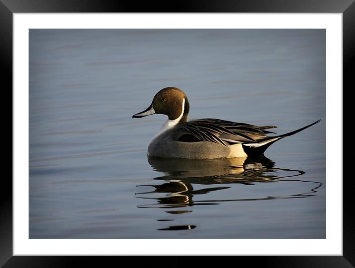PINTAIL Framed Mounted Print by Anthony R Dudley (LRPS)