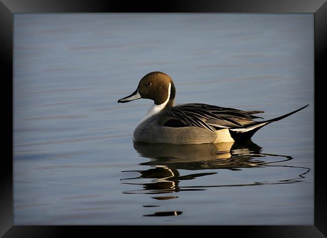 PINTAIL Framed Print by Anthony R Dudley (LRPS)