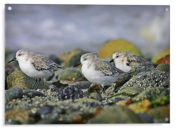 SANDERLING Acrylic by Anthony R Dudley (LRPS)
