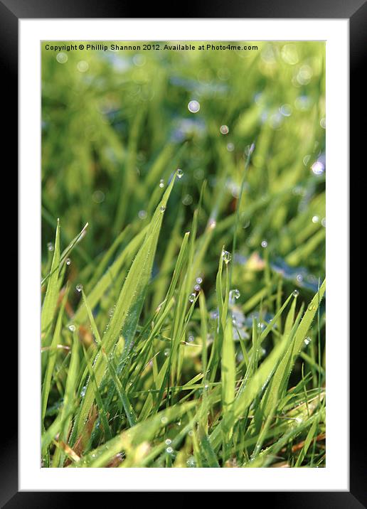 Morning Dew Framed Mounted Print by Phillip Shannon