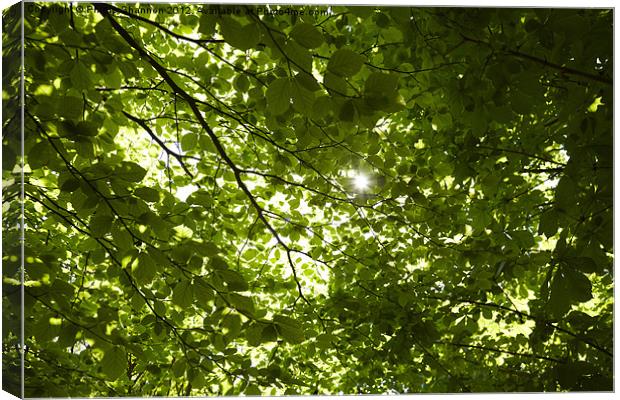 Sunlight through tree branches Canvas Print by Phillip Shannon