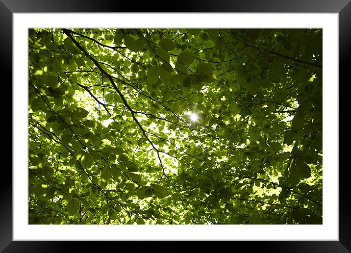 Sunlight through tree branches Framed Mounted Print by Phillip Shannon
